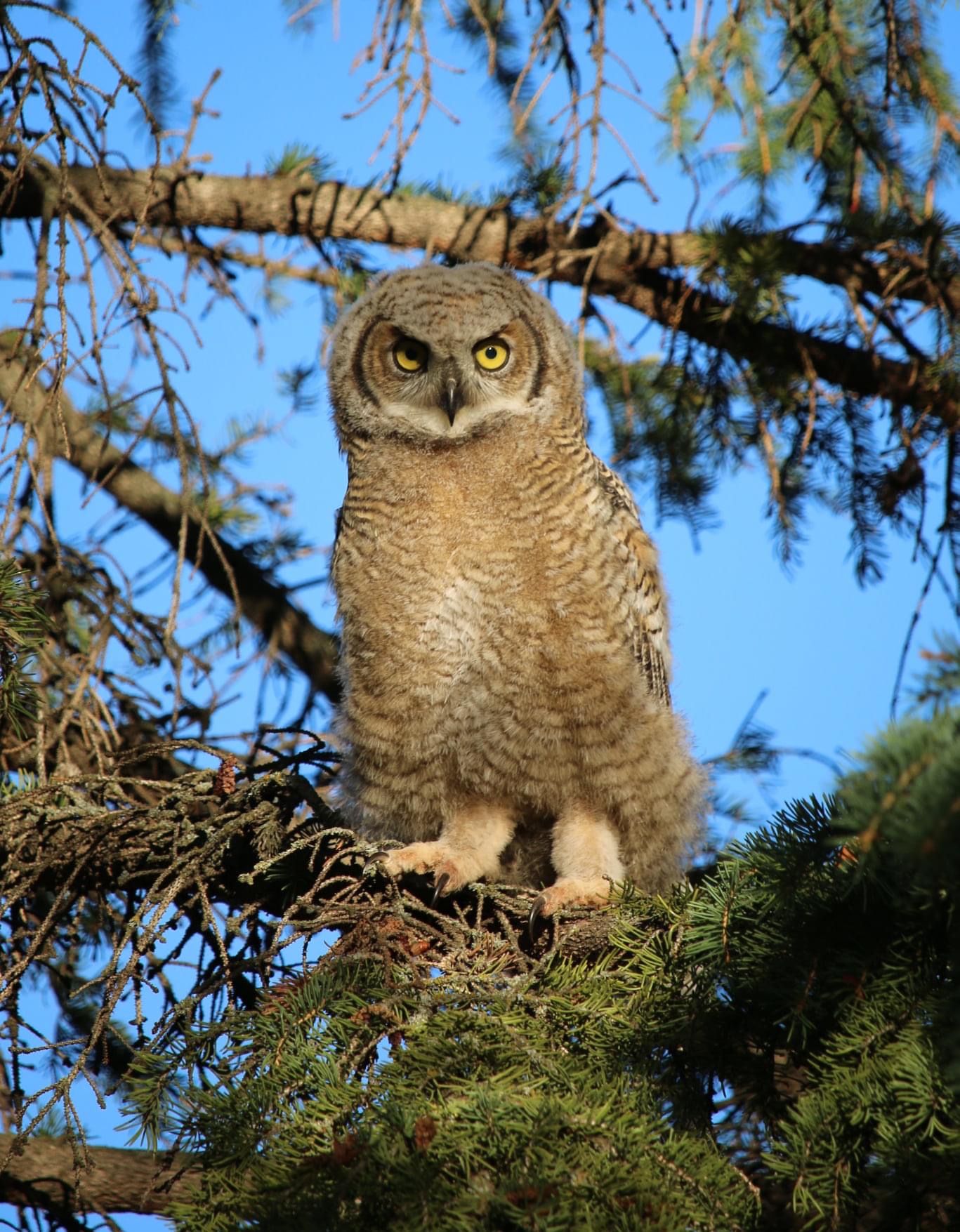 Owl nesting near the Cochrane Ranche.
