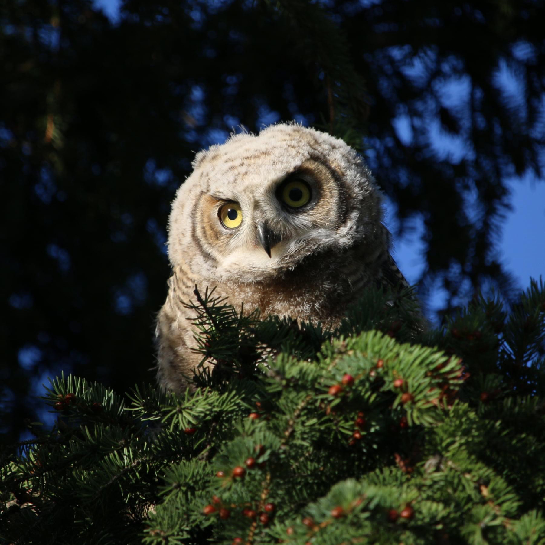 Young owl by Bill Belsey